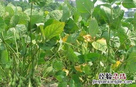 种植大豆的管理方法 大豆种植的注意事项