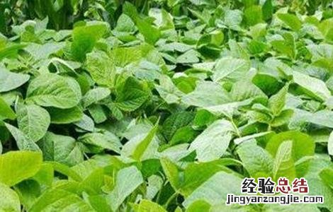 种植大豆的管理方法 大豆种植的注意事项