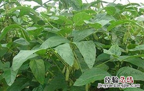 种植大豆的管理方法 大豆种植的注意事项