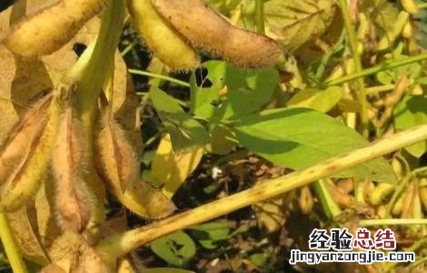种植大豆的管理方法 大豆种植的注意事项