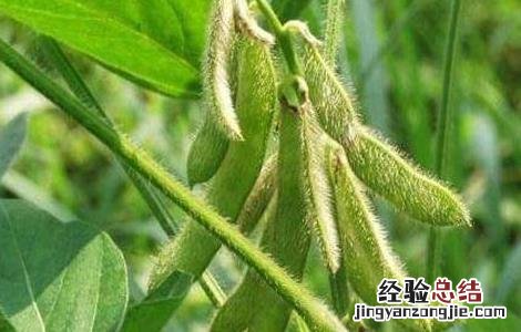 种植大豆的管理方法 大豆种植的注意事项