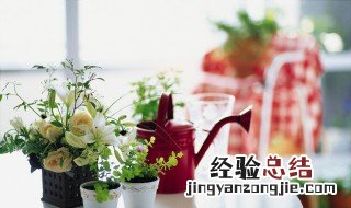适合夏天种的花种子 适合夏天种的花