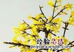 迎春花盆景的养殖方法和注意事项 迎春花盆景的养殖方法和注意事项视频