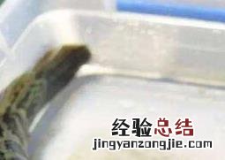 黑鱼的功效与作用禁忌 黑鱼的功效与作用