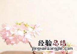 樱花树的养殖注意事项视频 樱花树的养殖注意事项