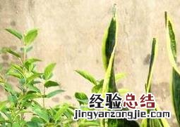 虎尾兰的养殖方法和注意事项 虎尾兰养殖方法和注意事项大全