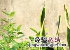 虎尾兰的养殖方法和注意事项 虎尾兰养殖方法和注意事项大全