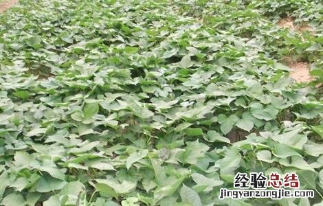 紫薯的育苗和移栽 紫薯的育苗技术