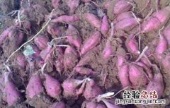 紫薯的育苗和移栽 紫薯的育苗技术