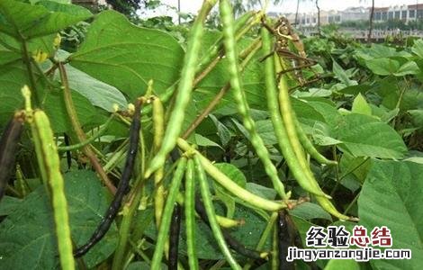 绿豆高产栽培 绿豆高产种植方法