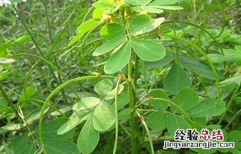 绿豆高产栽培 绿豆高产种植方法