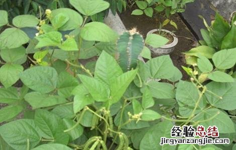 绿豆高产栽培 绿豆高产种植方法