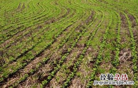 大豆的种植技术要点 大豆的种植技术
