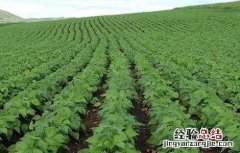 大豆的种植技术要点 大豆的种植技术