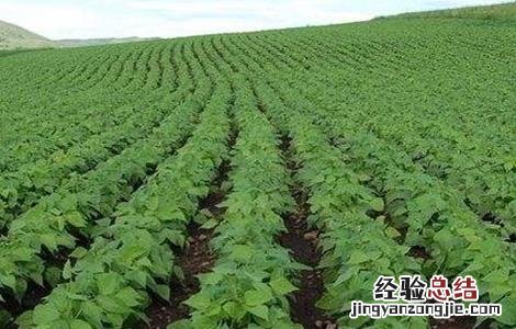 大豆的种植技术要点 大豆的种植技术