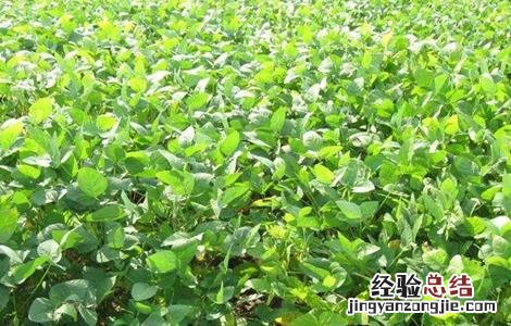 大豆的种植技术要点 大豆的种植技术