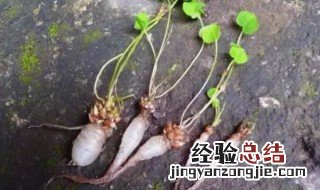 长水晶萝卜的三叶草学名叫什么? 三叶草水晶萝卜的功效有哪些