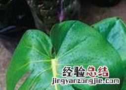 水培龟背竹的养法和方法 水培龟背竹的养法