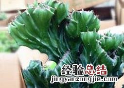 盆栽麒麟掌的养殖方法 盆栽麒麟掌的养殖方法和技术