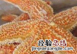 干海星怎么煲汤止咳 干海星怎么煲汤