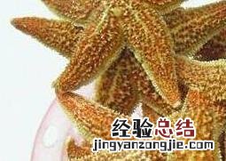 干海星怎么煲汤止咳 干海星怎么煲汤