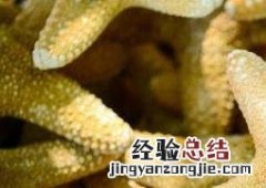 干海星煲汤前如何清洗内脏 干海星煲汤前如何清洗
