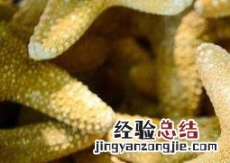 干海星煲汤前如何清洗内脏 干海星煲汤前如何清洗