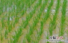 水稻洪涝灾害后该怎么办呢 水稻洪涝灾害后该怎么办