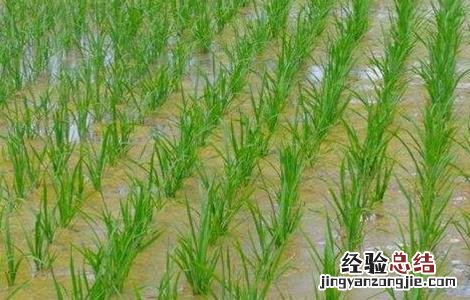 水稻洪涝灾害后该怎么办呢 水稻洪涝灾害后该怎么办
