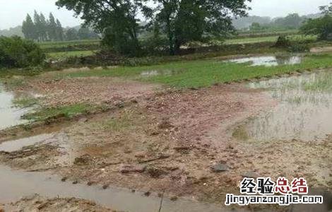 水稻洪涝灾害后该怎么办呢 水稻洪涝灾害后该怎么办
