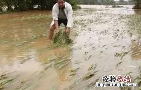 水稻洪涝灾害后该怎么办呢 水稻洪涝灾害后该怎么办