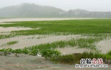 水稻洪涝灾害后该怎么办呢 水稻洪涝灾害后该怎么办