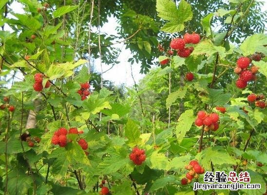 树梅营养价值高 红树梅营养价值