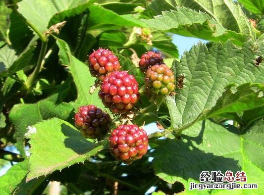 树梅营养价值高 红树梅营养价值