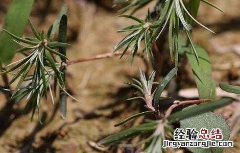 大豆黄叶,死苗原因及防治方法 大豆黄叶、死苗原因及防治方法