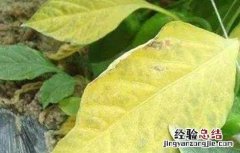 大豆黄叶,死苗原因及防治方法 大豆黄叶、死苗原因及防治方法