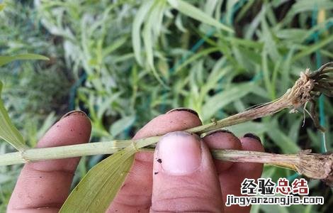 大豆黄叶,死苗原因及防治方法 大豆黄叶、死苗原因及防治方法