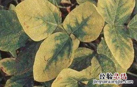 大豆黄叶,死苗原因及防治方法 大豆黄叶、死苗原因及防治方法