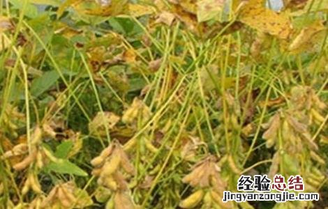 大豆黄叶,死苗原因及防治方法 大豆黄叶、死苗原因及防治方法