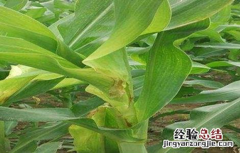 玉米死苗的原因及防治 玉米苗死苗