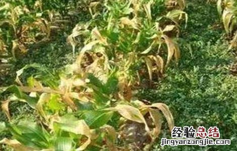 玉米死苗的原因及防治 玉米苗死苗