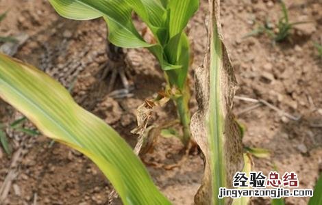玉米死苗的原因及防治 玉米苗死苗
