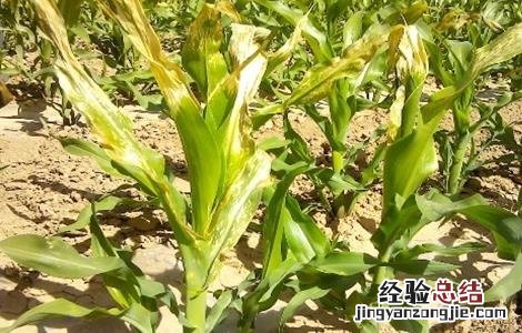 玉米死苗的原因及防治 玉米苗死苗