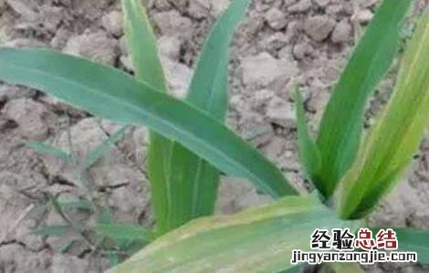 玉米死苗的原因及防治 玉米苗死苗