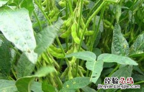 大豆田间管理技术 大豆田间管理技术要点