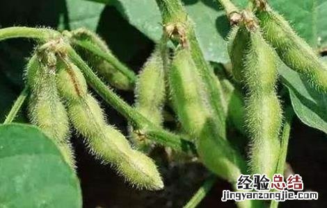 大豆田间管理技术 大豆田间管理技术要点