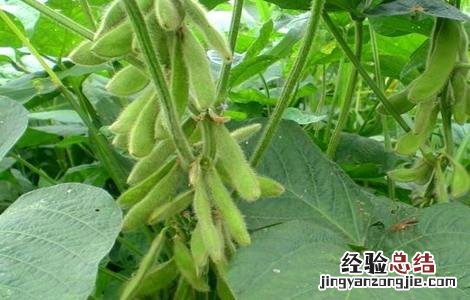 大豆田间管理技术 大豆田间管理技术要点