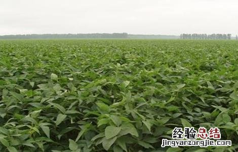 大豆田间管理技术 大豆田间管理技术要点