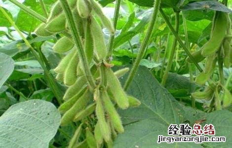 大豆田间管理技术 大豆田间管理技术要点