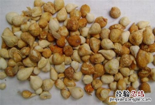 安息香 安息香电视剧